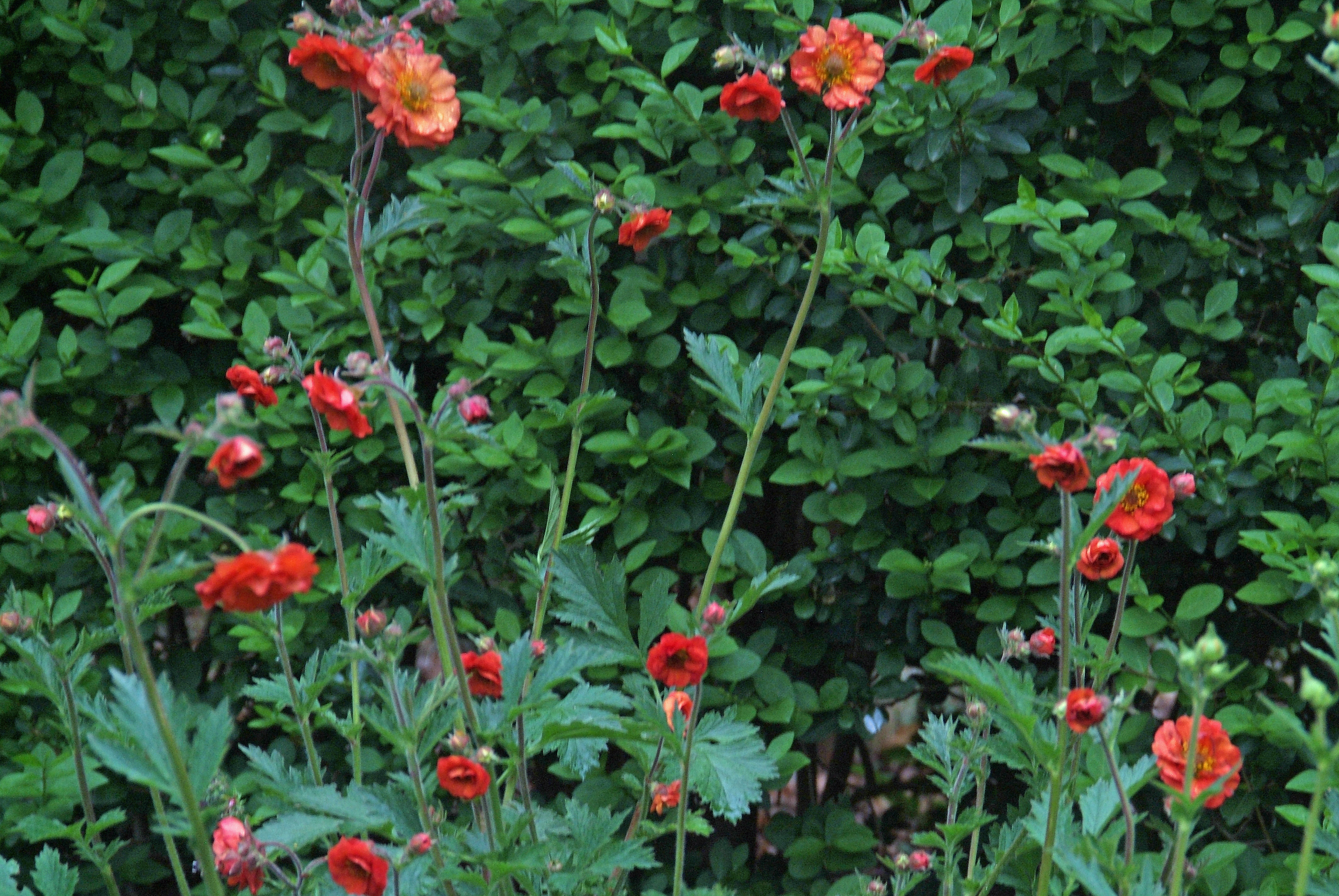 Geum chiloense 'Mrs. Bradshaw' bestellen